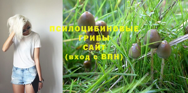 стаф Аркадак
